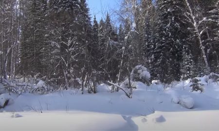 Снежный лес, тайга, зима