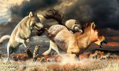 Ученые: волки смогли пережить ледниковый период изменив свое пищевое поведение
