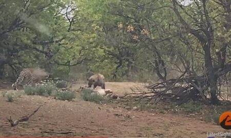 Видео: гиена отобрала добычу у одноглазого леопарда