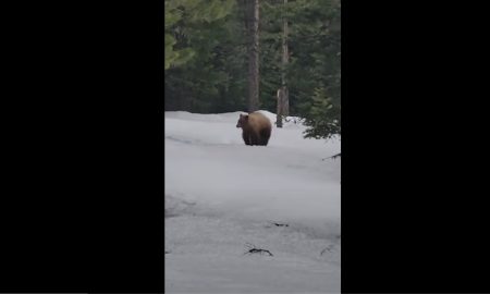 Мужчина 800 метров уговаривал голодного медведя не есть его