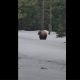Мужчина 800 метров уговаривал голодного медведя не есть его