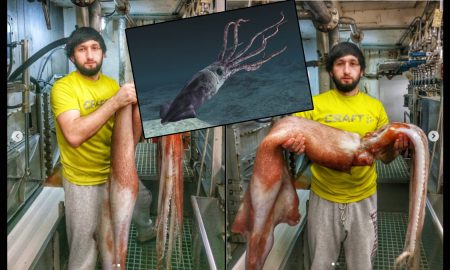 В России рыбаки поймали гигантского хищного кальмара