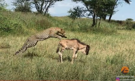 Видео: самка леопарда убила детеныша антилопы гну, чтобы накормить своего котенка