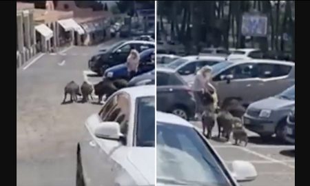 Свинский разбой: кабаны окружили женщину возле супермаркета и отобрали ее покупки