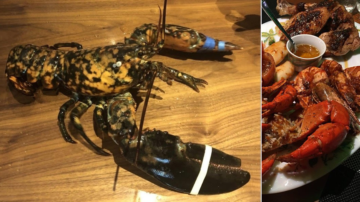 Редчайшего ситцевого омара, доставленного в ресторан, решили не убивать