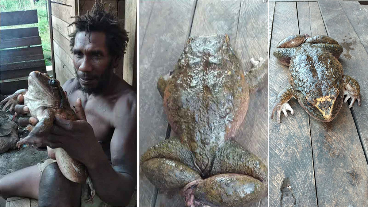 Абориген нашел гигантскую лягушку и в деревне решили ее съесть
