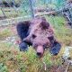 В Сибири выследили и застрелили напавшего на туристов медведя-людоеда