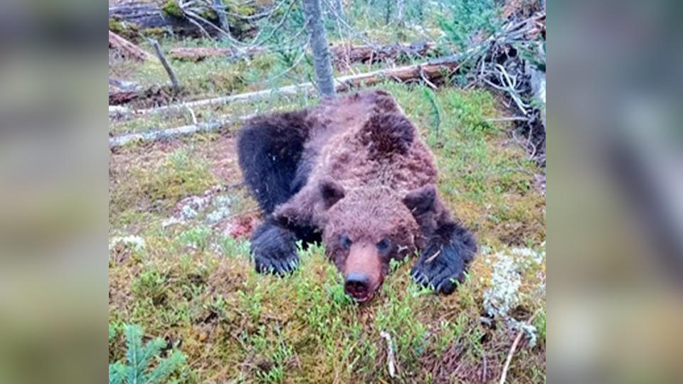 В Сибири выследили и застрелили напавшего на туристов медведя-людоеда