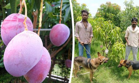 В Индии мужчина нанял охрану для одного из самых дорогих манго в мире