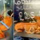 Пару редчайших оранжевых лобстеров спасли от съедения