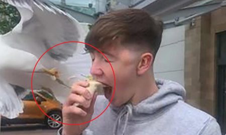 Наглая чайка напала на парня когда он ел, и похитила у него изо рта еду