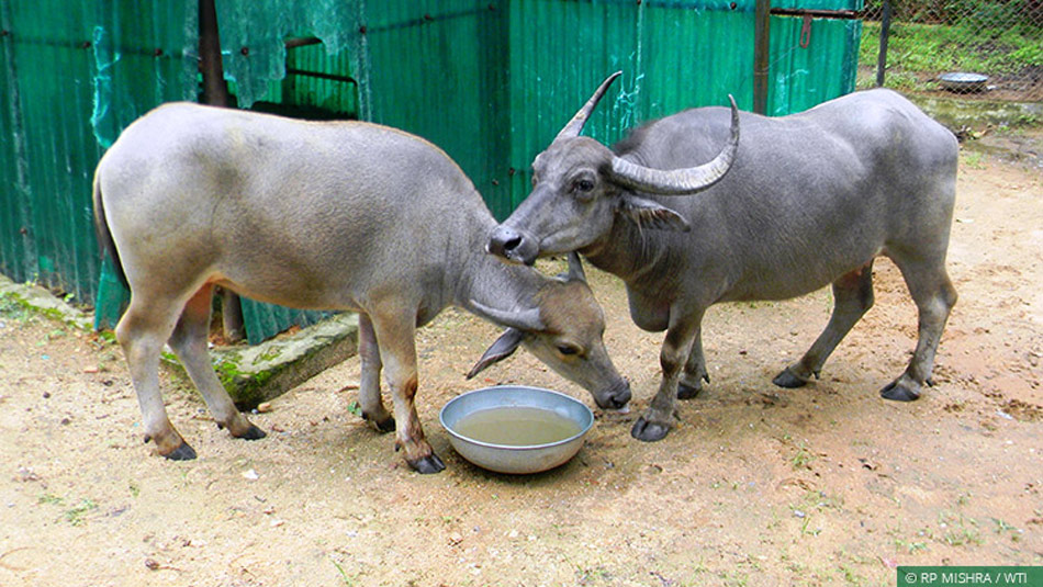 В Индии буйволы выдали самогонщиков полиции