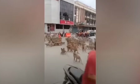 Битва голодных обезьян на улицах города попала на видео