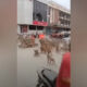 Битва голодных обезьян на улицах города попала на видео