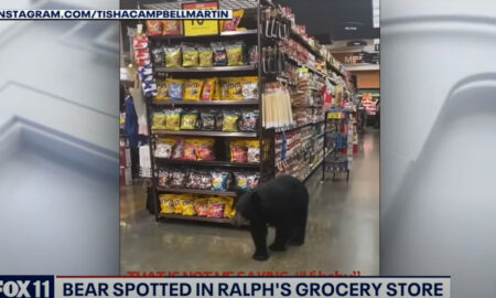 В Лос-Анджелесе медведь зашел в супермаркет и устроил "шопинг"
