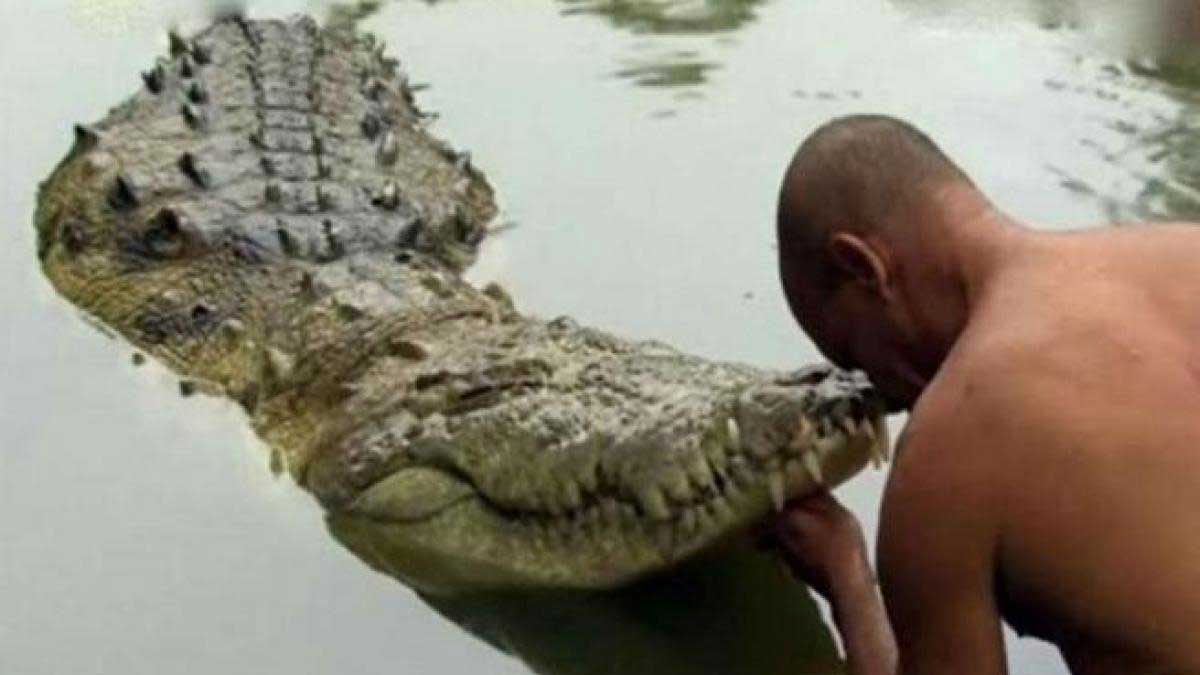 Крокодил 70 лет прожил в пруду при храме и стал вегетарианцем