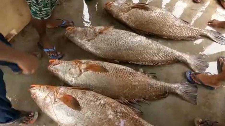 Крупный улов из редких рыб принес индийским рыбакам богатство