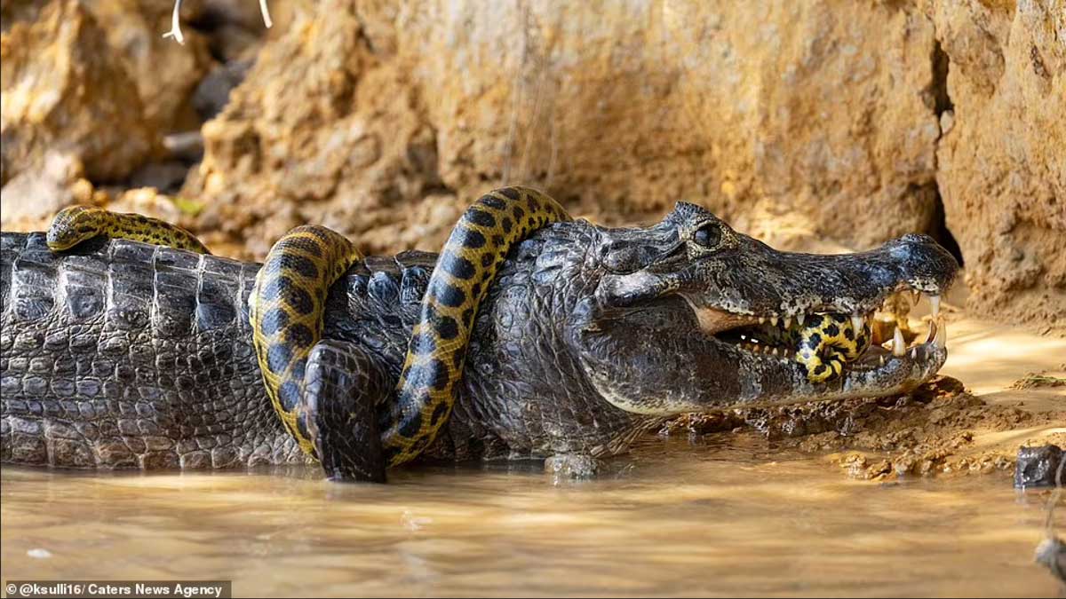 Фотограф из США снял жестокую схватку аллигатора с гигантской анакондой