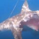 Полусъеденная сородичами акула последние минуты жизни продолжала охотиться