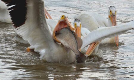 Пеликан пытается проглотить рыбу