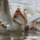 Пеликан пытается проглотить рыбу
