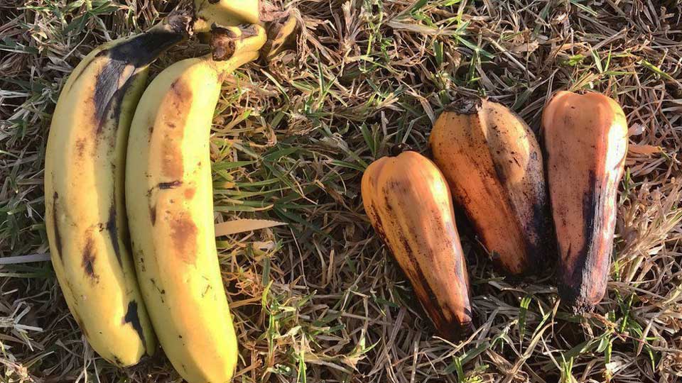 Ученые: ложный банан может стать средством спасения человечества от голода