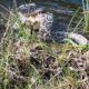 Необычный факт: во Флориде аллигатор убил и съел огромного тигрового питона