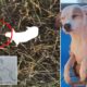 Заблудившегося в болоте пса спасли при помощи беспилотника с сосисками