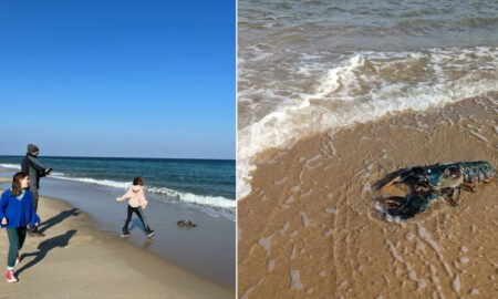 Семье отдыхавшей на пляже повезло найти редчайшего голубого омара