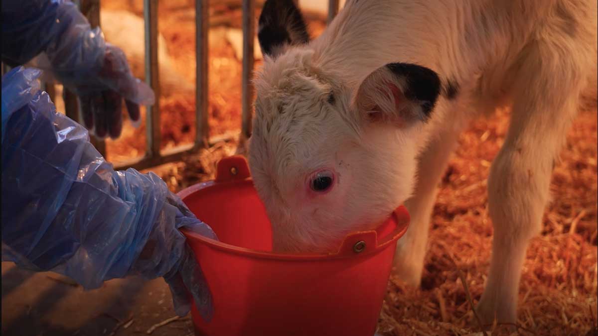 Ученые клонировали супер-корову, способную давать 18 тонн молока в год