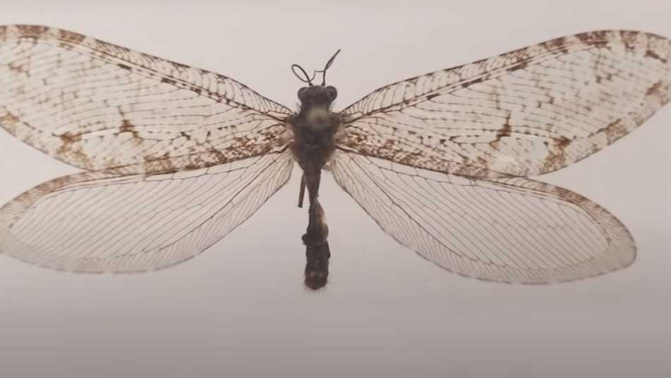В США на стене супермаркета обнаружили живое насекомое юрского периода