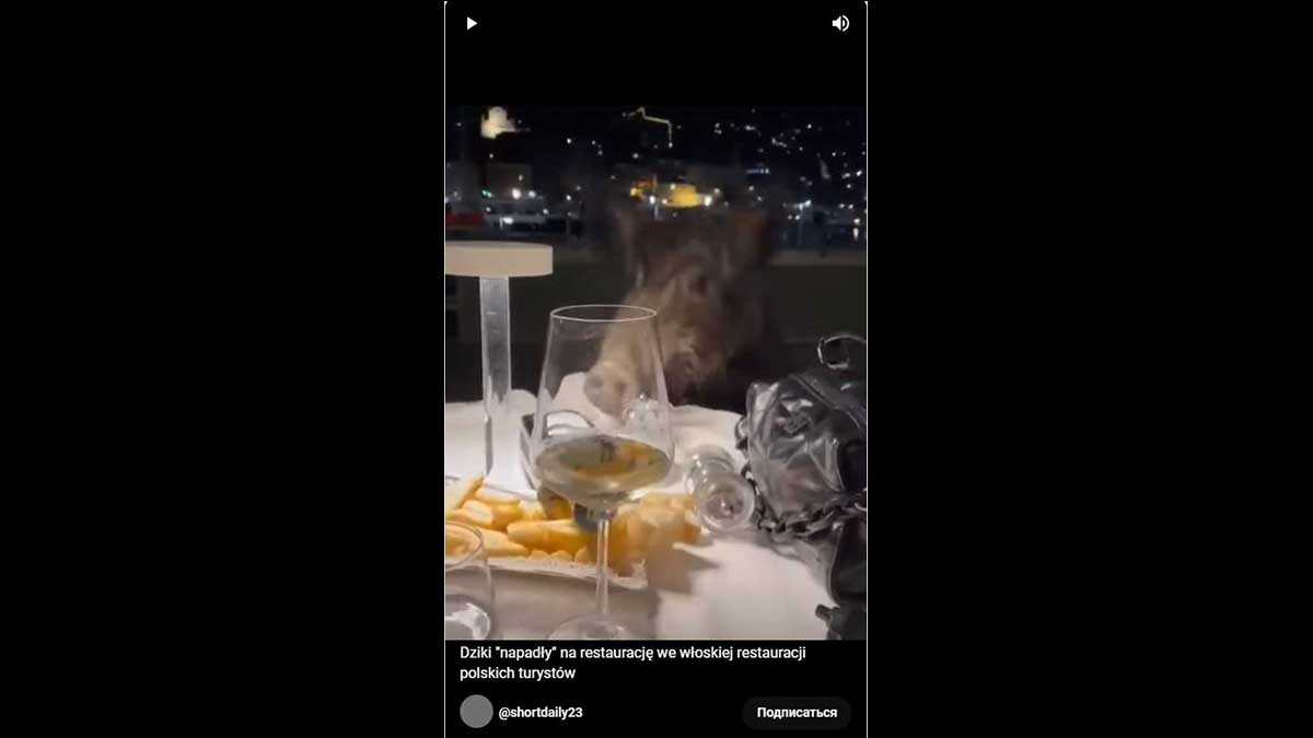 Стадо диких кабанов пробежало по ресторану в Италии