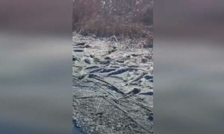 Тонны мертвой рыбы выбросило на берег в Астраханской области