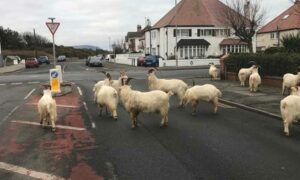 Стадо голодных диких коз устроило террор в британском городе