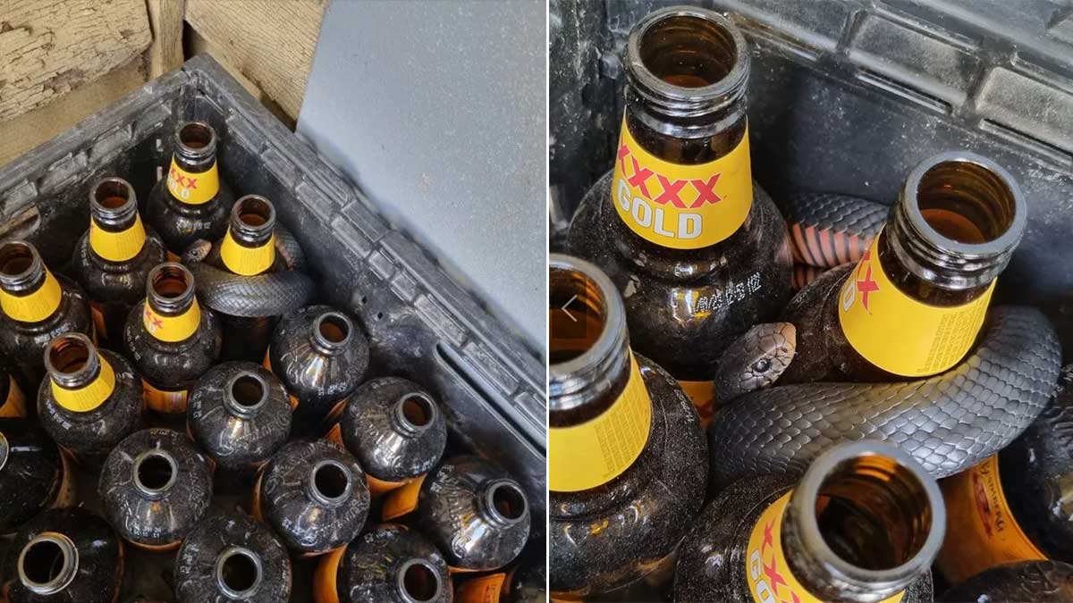 Австралиец обнаружил опасную змею в ящике с пивными бутылками