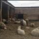 Медведь пришел на частную ферму на Камчатке и разодрал стадо овец