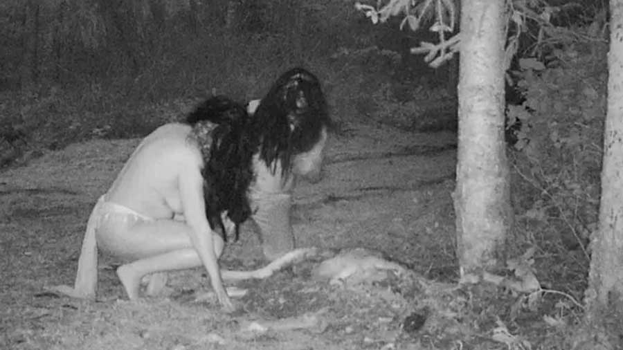 Голые «ведьмы» попытались съесть оленя в ночном лесу и попали на камеру