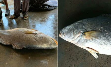 Редчайшая рыба принесла индийским рыбакам крупную сумму денег