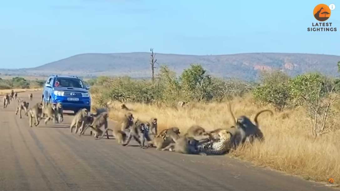 Леопард решил охотиться на бабуинов и сам чуть не стал их добычей