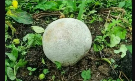 В Южной Корее фермер нашел гигантский гриб стоимостью более трех млн рублей