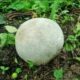 В Южной Корее фермер нашел гигантский гриб стоимостью более трех млн рублей