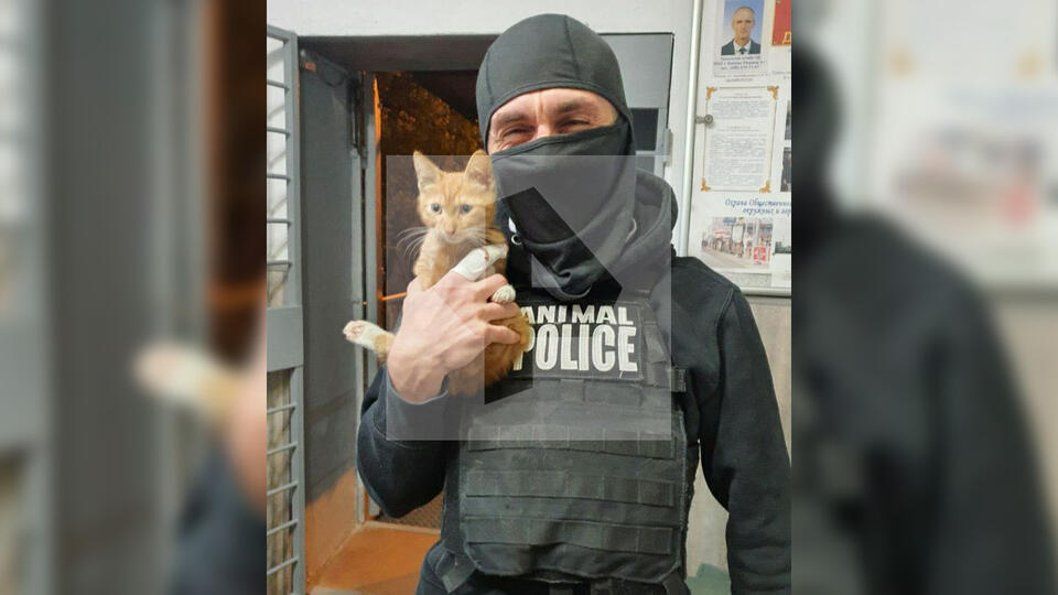 В Москве задержали живодера, гревшего кота в микроволновке