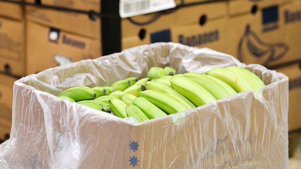 Экспорт бананов