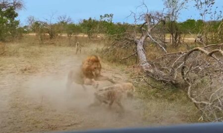 В ЮАР гиены спасли пойманного львом сородича