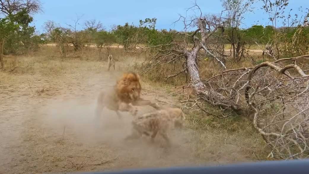 В ЮАР гиены спасли пойманного львом сородича