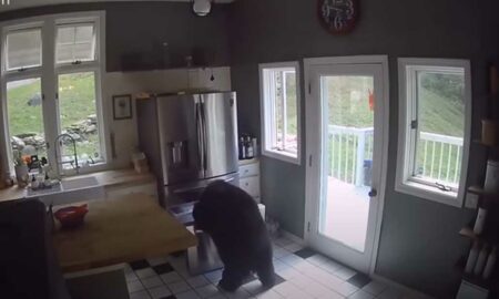 Наглый медведь проник в дом и украл курицу из холодильника