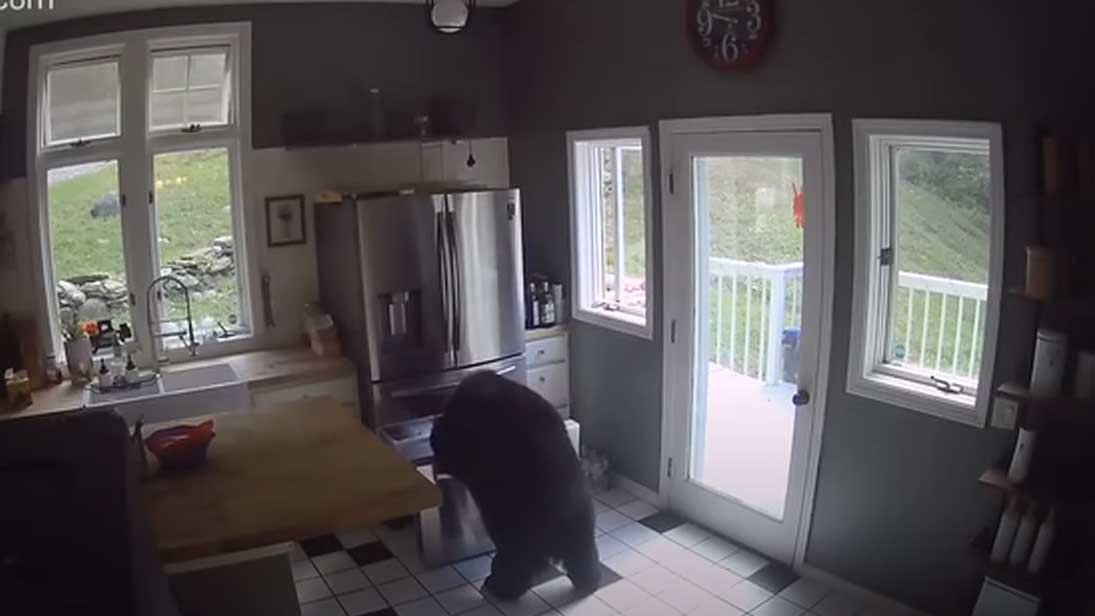 Наглый медведь проник в дом и украл курицу из холодильника