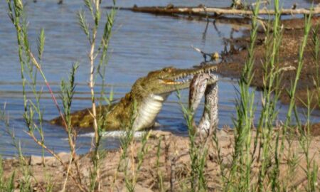 В ЮАР крокодил поймал и съел огромного питона