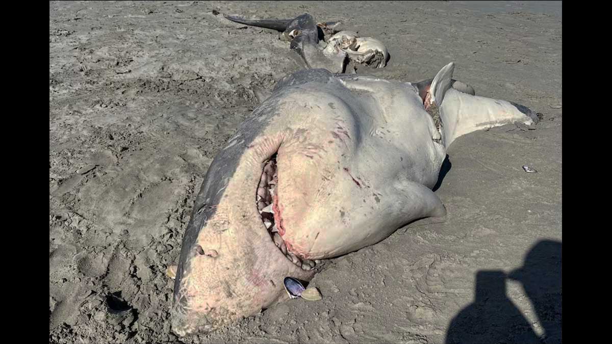 Трехметровая акула-людоед была разорвана неизвестным животным