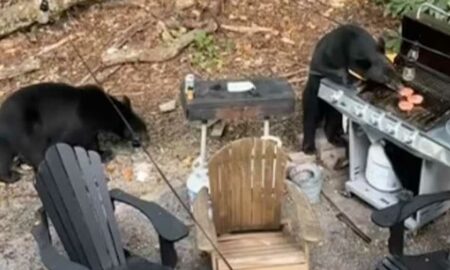 Посетившие пикник медведи съели котлеты для бургеров и запили их кока-колой